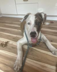 Reunited Male Dog last seen 10th and Weidler, Portland, OR 97232