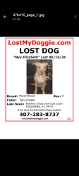 Lost Female Dog last seen Bowline circle , Kissimmee, FL 34741