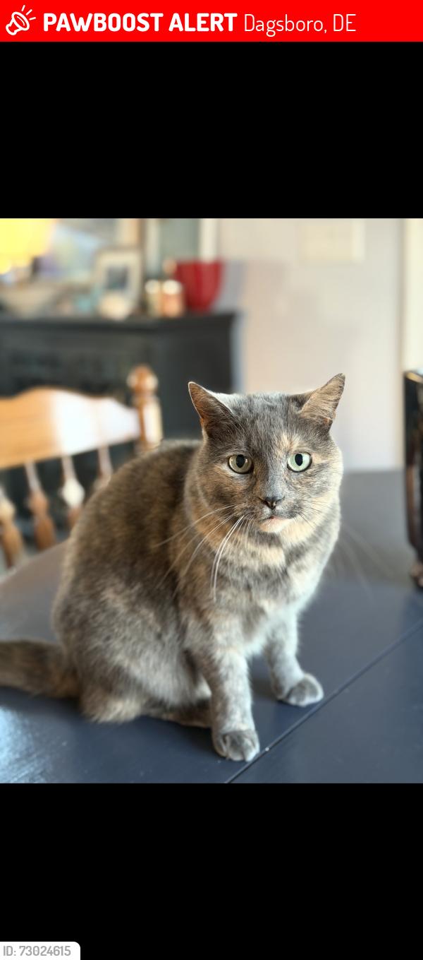 Lost Female Cat last seen Dover road, Dagsboro, DE 19945