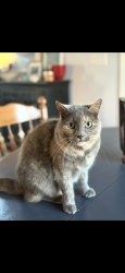 Lost Female Cat last seen Dover road, Dagsboro, DE 19945