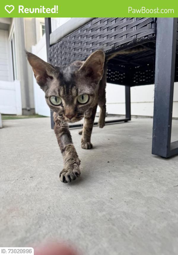 Reunited Unknown Cat last seen Del Amo Blvd and Earl St, Torrance, CA 90503