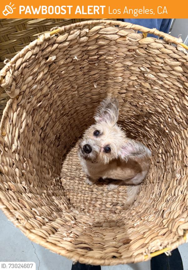 Found/Stray Female Dog last seen City Market South, Los Angeles, CA 90015