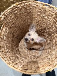 Found/Stray Female Dog last seen City Market South, Los Angeles, CA 90015