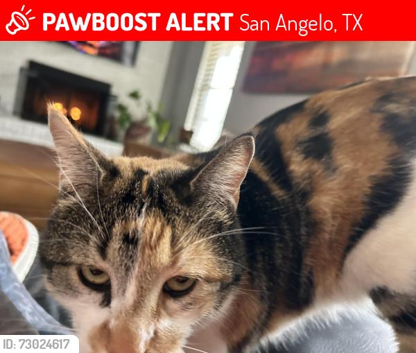 Lost Female Cat last seen Nevada Avenue, San Angelo, TX 76904