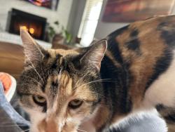 Lost Female Cat last seen Nevada Avenue, San Angelo, TX 76904