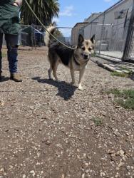 Shelter Stray Female Dog last seen Near elmar ave, Oakland, CA, 1101 29th Ave, Oakland, CA 94601, USA