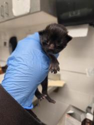 Shelter Stray Female Cat last seen 77th Ave, Oakland, CA, 1101 29th Ave, Oakland, CA 94601, USA
