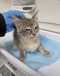 Shelter Stray Female Cat last seen Near Union Street, Oakland, CA, 1101 29th Ave, Oakland, CA 94601, USA