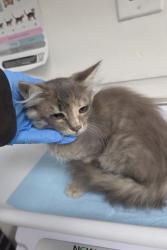 Shelter Stray Female Cat last seen Near Union Street, Oakland, CA, 1101 29th Ave, Oakland, CA 94601, USA