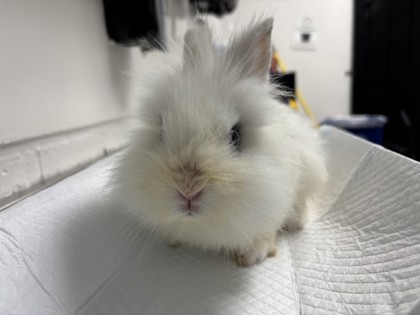Shelter Stray Unknown Rabbit last seen diamond park, Oakland, CA, 1101 29th Ave, Oakland, CA 94601, USA