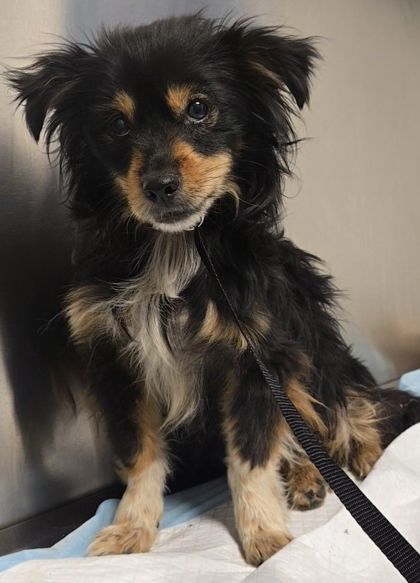 Shelter Stray Male Dog last seen S Plumas St & E Atchison St, Fresno Zone Fresno CO 1A 93706, CA, 1510 W Dan Ronquillo Dr, Fresno, CA 93706, USA