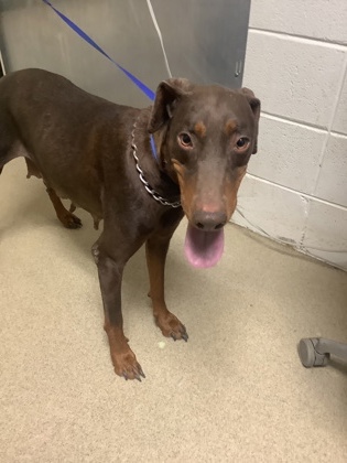 Shelter Stray Female Dog last seen Near E Berry St, East District, TX, 355 Hillshire Dr, Haslet, TX 76052, USA
