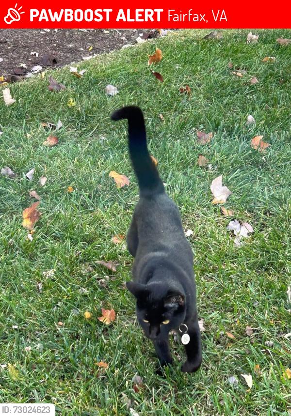 Lost Male Cat last seen Parson Ln and Majestic Ln, Fairfax, VA 22033