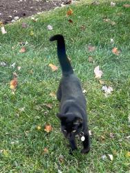 Lost Male Cat last seen Parson Ln and Majestic Ln, Fairfax, VA 22033