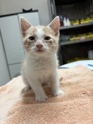 Shelter Stray Male Cat last seen Meadowview rd at 24th st, City of Sacramento, CA, 6201 Florin Perkins Rd, Sacramento, CA 95828, USA
