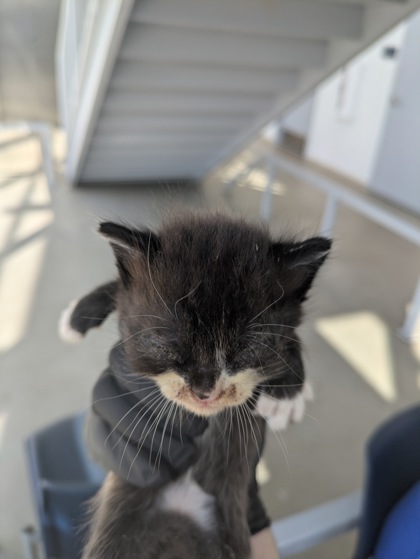 Shelter Stray Female Cat last seen Hawkshaw Ct, North District, TX, 355 Hillshire Dr, Haslet, TX 76052, USA