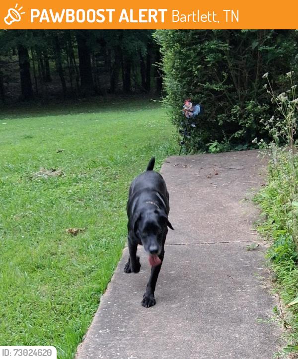 Found/Stray Male Dog last seen Mary Oaks Dr and Bon Lin Rd, Bartlett, TN 38133
