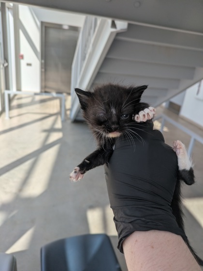 Shelter Stray Male Cat last seen Hawkshaw Ct, North District, TX, 355 Hillshire Dr, Haslet, TX 76052, USA