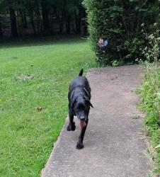 Found/Stray Male Dog last seen Mary Oaks Dr and Bon Lin Rd, Bartlett, TN 38133
