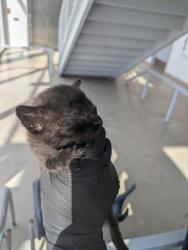 Shelter Stray Female Cat last seen Hawkshaw Ct, North District, TX, 355 Hillshire Dr, Haslet, TX 76052, USA