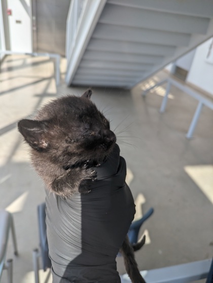 Shelter Stray Female Cat last seen Hawkshaw Ct, North District, TX, 355 Hillshire Dr, Haslet, TX 76052, USA
