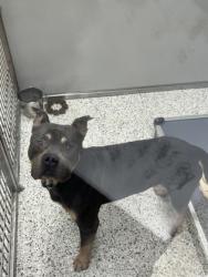 Shelter Stray Male Dog last seen Near EDWIN PL NW, Atlanta, , 1251 Fulton Industrial Blvd NW, Atlanta, GA 30336, USA