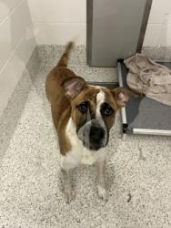 Shelter Stray Male Dog last seen Near desert dr 5, East Point, GA, 1251 Fulton Industrial Blvd NW, Atlanta, GA 30336, USA
