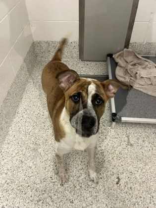 Shelter Stray Male Dog last seen Near desert dr 5, East Point, GA, 1251 Fulton Industrial Blvd NW, Atlanta, GA 30336, USA