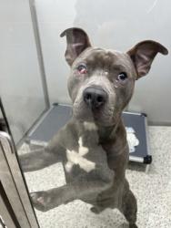 Shelter Stray Male Dog last seen Near HARWELL Dr, Atlanta, , 1251 Fulton Industrial Blvd NW, Atlanta, GA 30336, USA