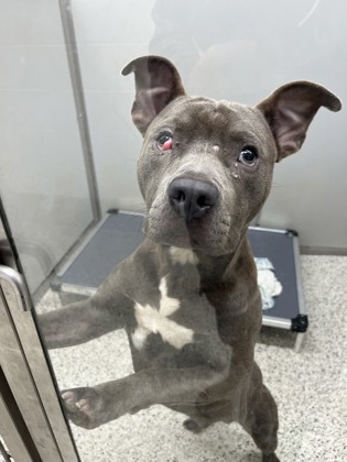 Shelter Stray Male Dog last seen Near HARWELL Dr, Atlanta, , 1251 Fulton Industrial Blvd NW, Atlanta, GA 30336, USA