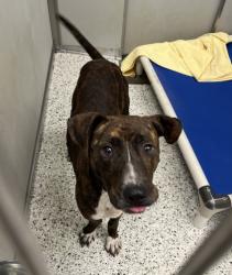Shelter Stray Male Dog last seen Near Rico Rd, Chattahoochee Hills, GA, 1251 Fulton Industrial Blvd NW, Atlanta, GA 30336, USA
