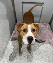 Shelter Stray Male Dog last seen Near forrest park rd, Atlanta, GA, 1251 Fulton Industrial Blvd NW, Atlanta, GA 30336, USA