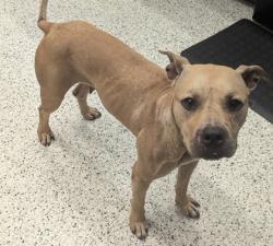 Shelter Stray Female Dog last seen Near Alridge ST, Atlanta, GA, 1251 Fulton Industrial Blvd NW, Atlanta, GA 30336, USA
