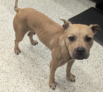 Shelter Stray Female Dog last seen Near Alridge ST, Atlanta, GA, 1251 Fulton Industrial Blvd NW, Atlanta, GA 30336, USA