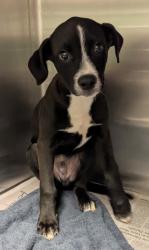 Shelter Stray Male Dog last seen Near shamrock dr, South Fulton, GA, 1251 Fulton Industrial Blvd NW, Atlanta, GA 30336, USA