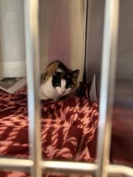 Shelter Stray Female Cat last seen Near Tarragon way sw, Atlanta, GA, 1251 Fulton Industrial Blvd NW, Atlanta, GA 30336, USA