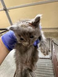 Shelter Stray Unknown Cat last seen Near N jefferson, Raymore, MO, 1023 S Madison St, Raymore, MO 64083, USA