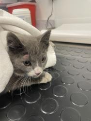 Shelter Stray Female Cat last seen Summerhill Dr and Champion Oaks, Roseville City, CA, 200 Tahoe Ave, Roseville, CA 95678, USA