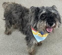 Shelter Stray Male Dog last seen Near S Bryan-Belt Line Rd, 75149, TX, 1650 Gross Rd, Mesquite, TX 75149, USA