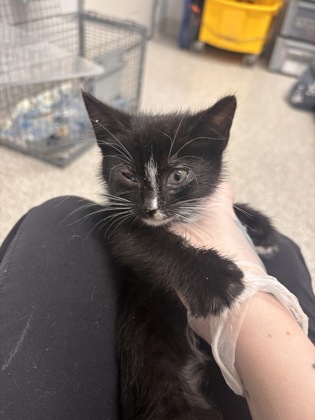 Shelter Stray Female Cat last seen Near Windsor Mill Rd, 21216, MD, 301 Stockholm St, Baltimore, MD 21230, USA