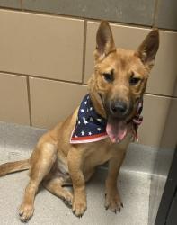 Shelter Stray Male Dog last seen Near Alta Vista, 75149, TX, 1650 Gross Rd, Mesquite, TX 75149, USA