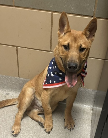 Shelter Stray Male Dog last seen Near Alta Vista, 75149, TX, 1650 Gross Rd, Mesquite, TX 75149, USA