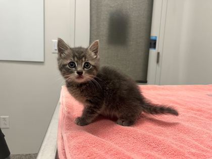 Shelter Stray Female Cat last seen Swope Pkwy & E Meyer Blvd, 64132, 64132, MO, 7077 Elmwood Ave, Kansas City, MO 64132, USA
