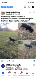 Lost Male Dog last seen Bottle forest carpark, Heathcote, NSW 2233