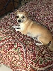 Lost Female Dog last seen Bonita , Bonita Springs, FL 34135
