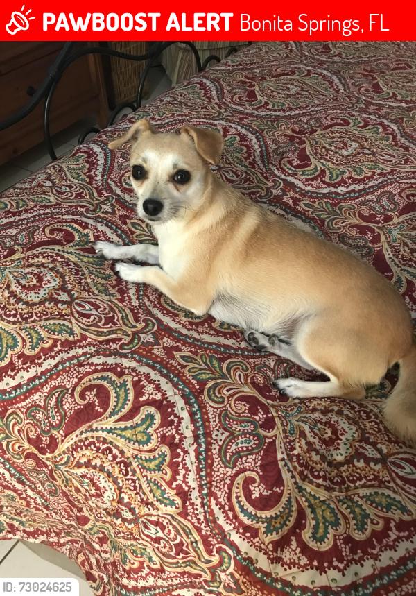 Lost Female Dog last seen Bonita , Bonita Springs, FL 34135