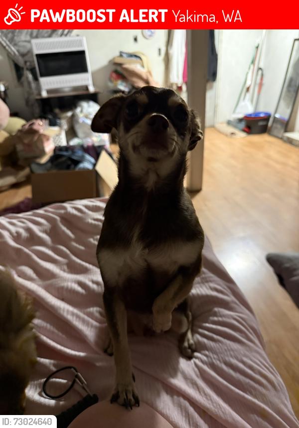Lost Male Dog last seen N 32nd Ave and Castlevale Rd, Yakima, WA 98902