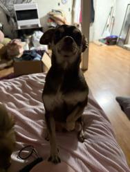 Lost Male Dog last seen N 32nd Ave and Castlevale Rd, Yakima, WA 98902