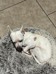 Lost Male Dog last seen W Valencia Rd and S Iberia Ave, Tucson, AZ 85757