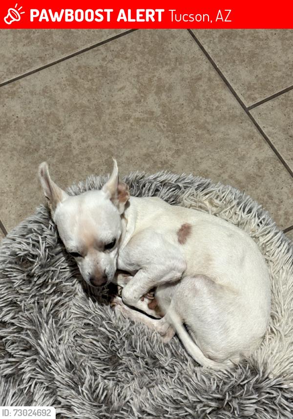 Lost Male Dog last seen W Valencia Rd and S Iberia Ave, Tucson, AZ 85757